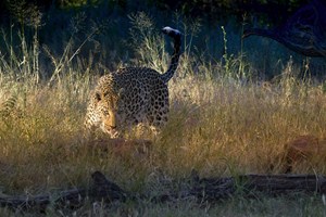 Leopard