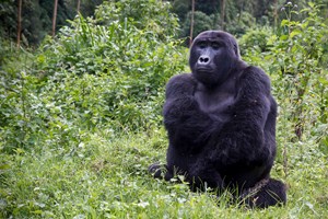 Gorilí samice v oblasti Bwindi