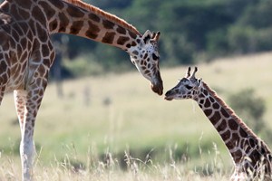 Žirafa Rothschildova se svým sedícím mládětem