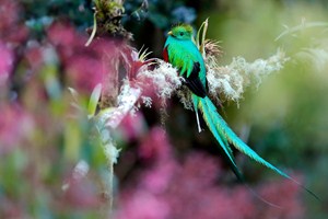 Quetzal choholatý