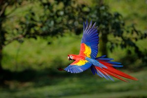 Papoušek Ara - Scarlet Macaw v celé své kráse