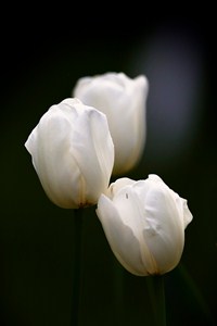 Bílé tulipány