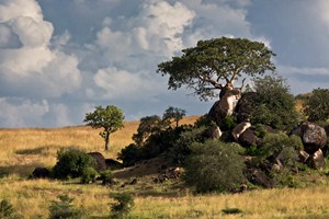 Krajina v Kidepo Valley National park