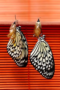 Zrození motýlů