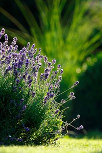 Provence na Moravě