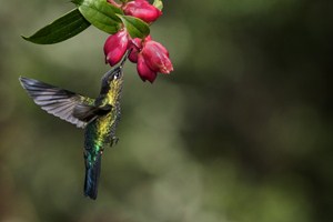 Kolibřík a květ