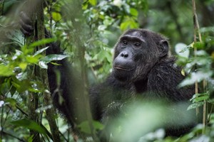 Šimpanzů jsme v Ugandě viděli zdaleka nejvíc.