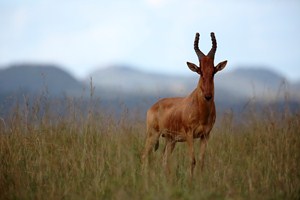 Heartebeest neboli Buvolec stepní.