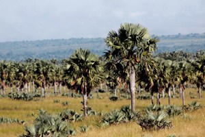 Později se před námi otevřela savana s palmami.