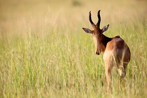 Jeden ze stáda Buvolců stepních (Hartebeest) zase hlídkuje na vyvýšeném místě, zatímco se ostatní pasou. Tento zrovna službu neměl.