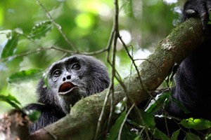 Řev šimpanzů rozléhající se v deštném pralese je velmi intenzivní zážitek.