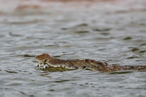 Vodní kanál je samozřejmě plný krokodýlů.